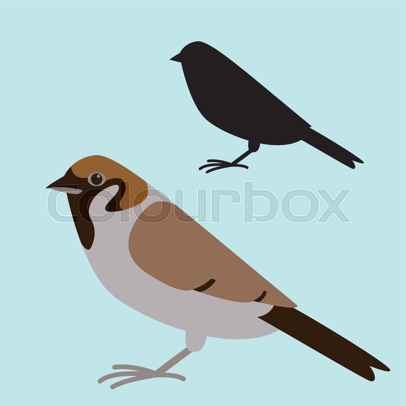 800x800 Bird Sparrow, Vector Illustration, Stock Vector Colourbox