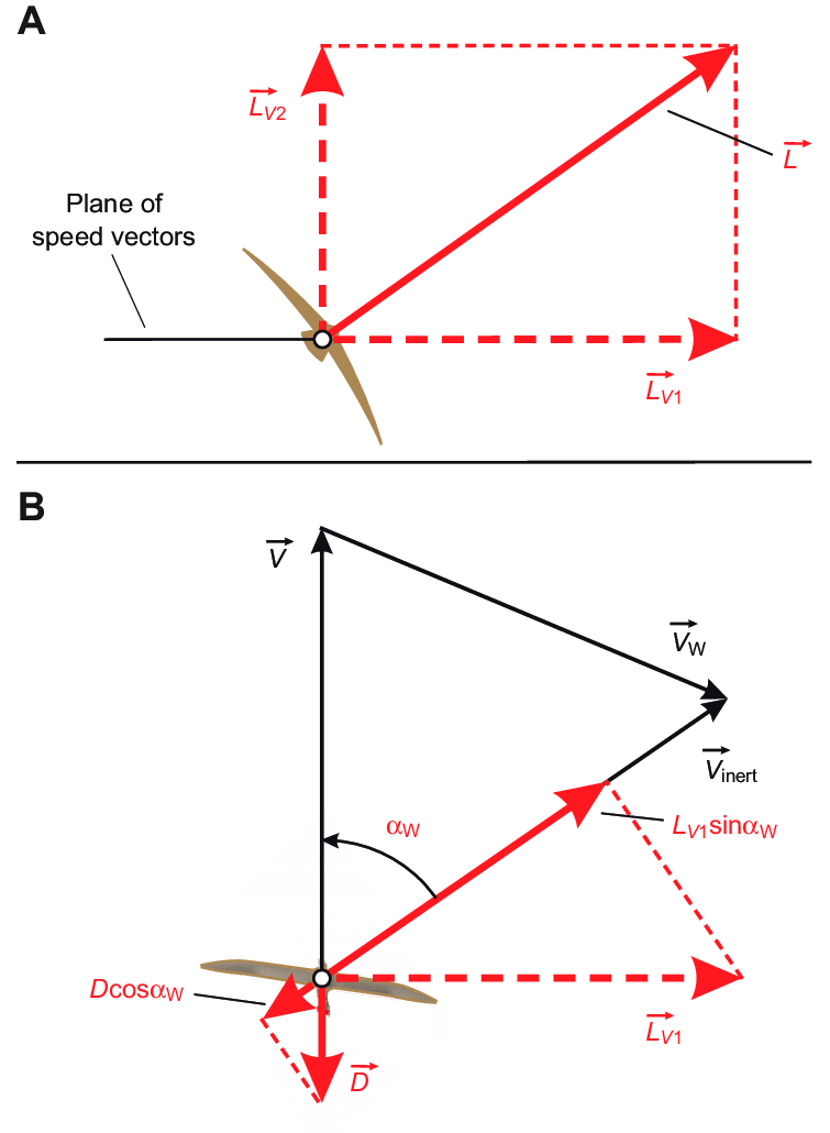 755x1030 Force And Speed Vector Diagram Of The Bird Seen