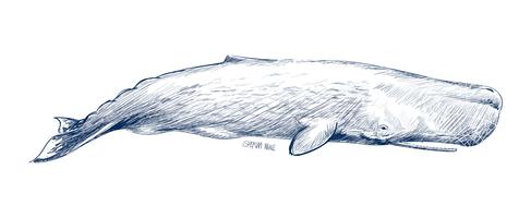 Sperm Free Vector Art 487x200 Sperm Free Vector Art