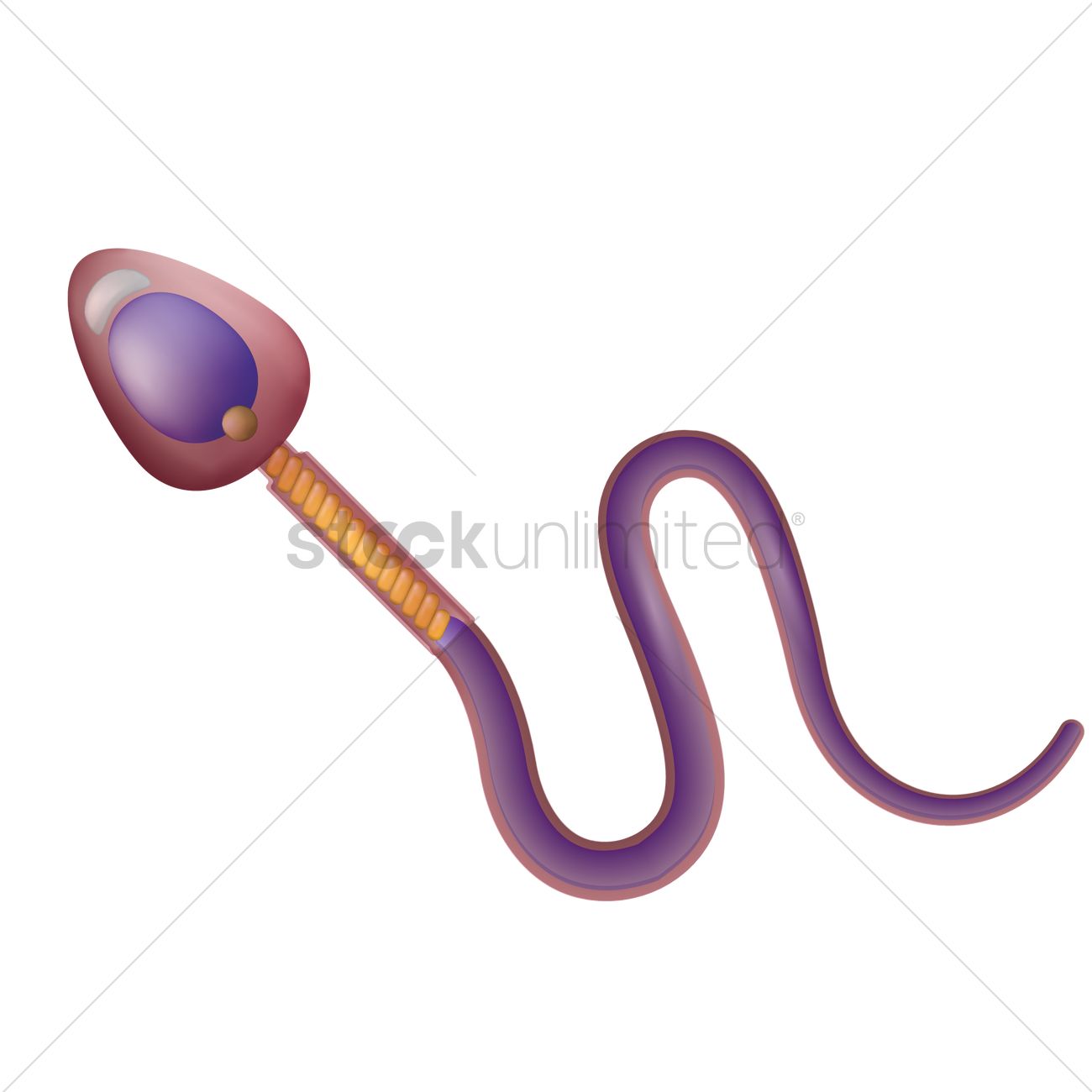 Sperm Vector Image 1300x1300 Sperm Vector Image