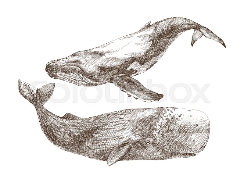 800x600 Set Of Graphical Hand Painted Whale Stock Vector Colourbox