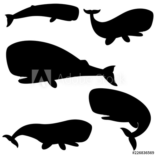 500x500 Set Of Silhouettes Sperm Whale On A White Background Vector