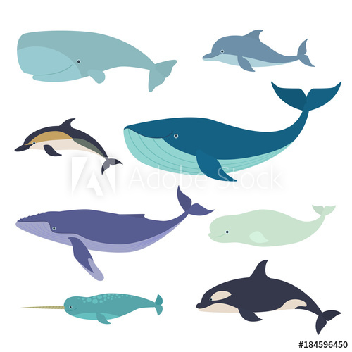 500x500 Set Of Vector Whales And Dolphins Vector Illustration Of Marine