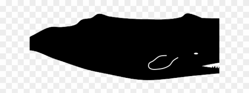 840x314 Sperm Whale Clipart Albino