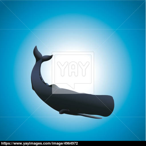 512x511 Sperm Whale Vector
