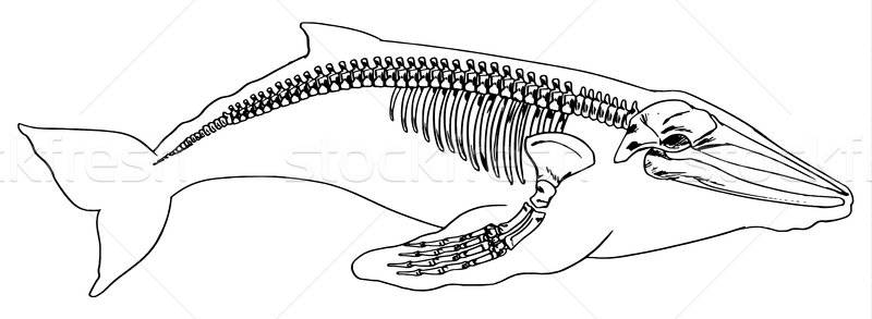 Sperm Whale Vector at Vectorified.com | Collection of Sperm Whale ...