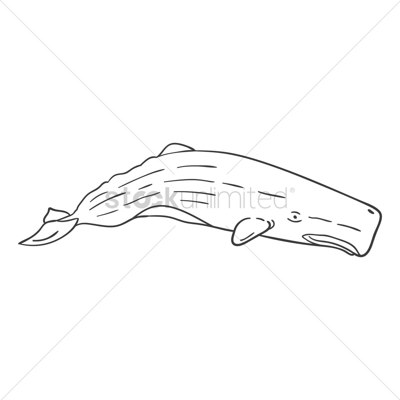 1300x1300 Sperm Whale Vector Image
