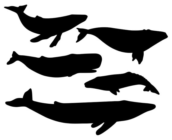 570x466 Whale Humpback Whale Blue Whale Sperm Whale Grey Whale Etsy