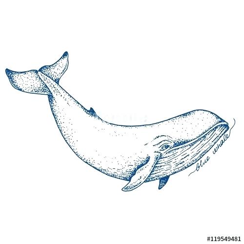 500x500 Drawn Whale