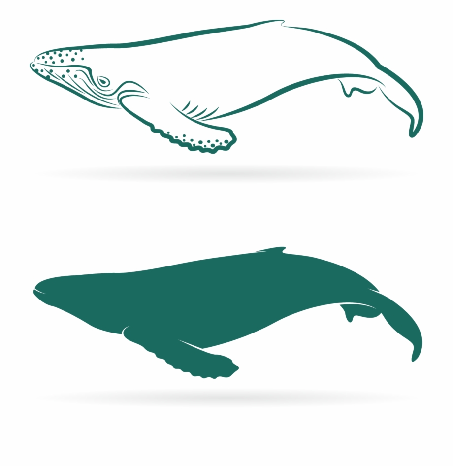 920x946 Graphic Download Sperm Whale Baleen Lovely Transprent
