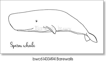 435x252 Hand Drawn Sperm Whale Vector Illustration In Sketch Style, Art