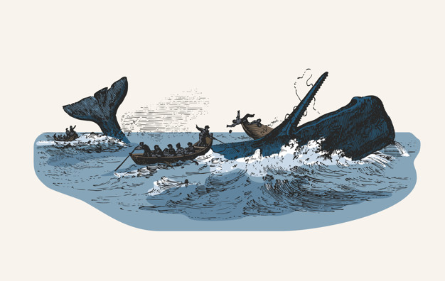 626x396 Illustration Of The Sperm Whale While Attacking Fishing Boat