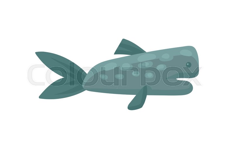 800x509 Large Blue Sperm Whale Or Cachalot Stock Vector Colourbox