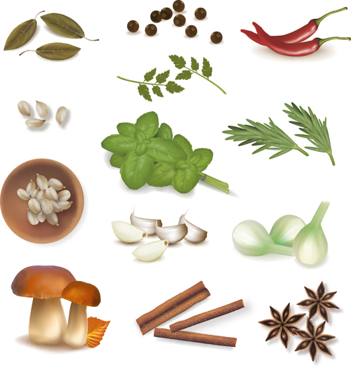 500x524 Set Of Different Spice Design Vector Free Download