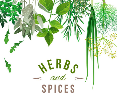 466x368 Spices Vector Free Vector Download