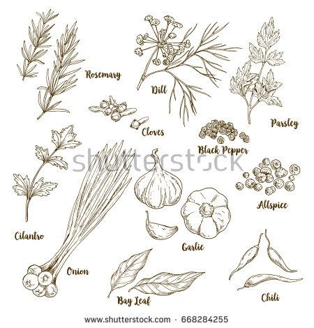 Set Of Hand Drawn Culinary Aroma Herbs And Spices, Vector 450x470 Set Of Hand Drawn Culinary Aroma Herbs And Spices, Vector