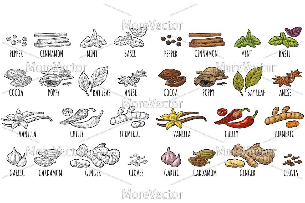 Set Spices Vector Color Vintage Engraving 1160x772 Set Spices Vector Color Vintage Engraving