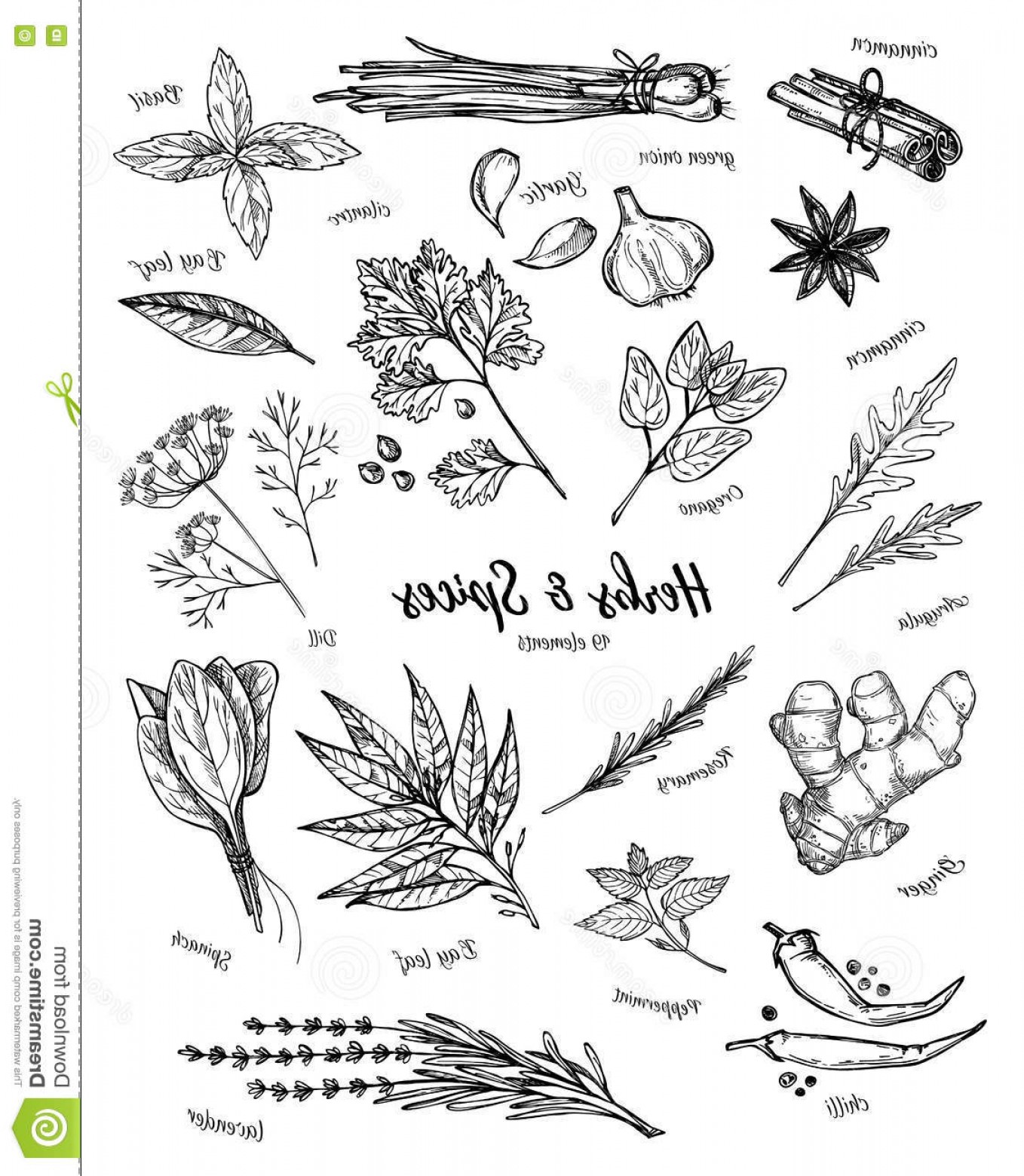 Stock Illustration Hand Drawn Vintage Illustration Herbs Spices 1358x1560 Stock Illustration Hand Drawn Vintage Illustration Herbs Spices