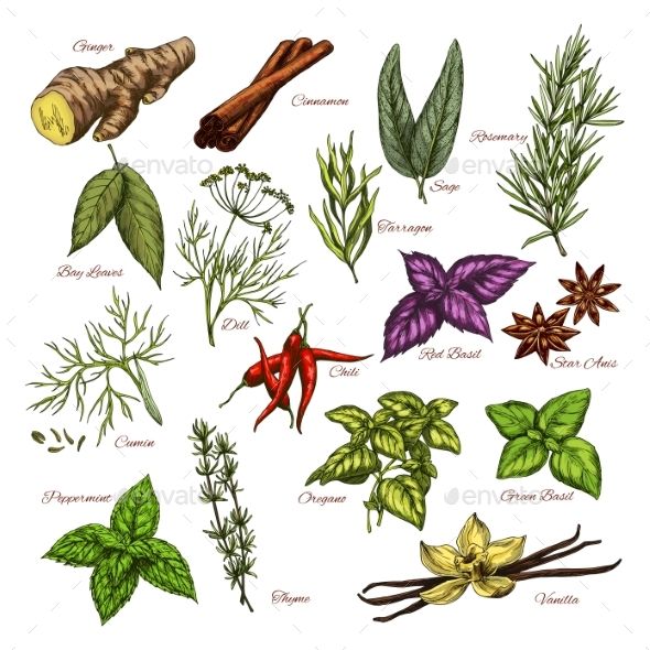 Vector Spices And Herbs Sketch Icons Of Seasonings 590x590 Vector Spices And Herbs Sketch Icons Of Seasonings