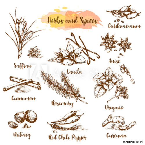 Herbs And Spices Vector Illustration Herb, Plant, Spice Hand 500x500 Herbs And Spices Vector Illustration Herb, Plant, Spice Hand