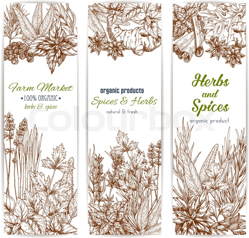Herbs And Spices Vector Banners Set Stock Vector Colourbox 800x767 Herbs And Spices Vector Banners Set Stock Vector Colourbox