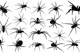 280x185 Spider Silhouette Vector Insects Vector Graphics Silhouette