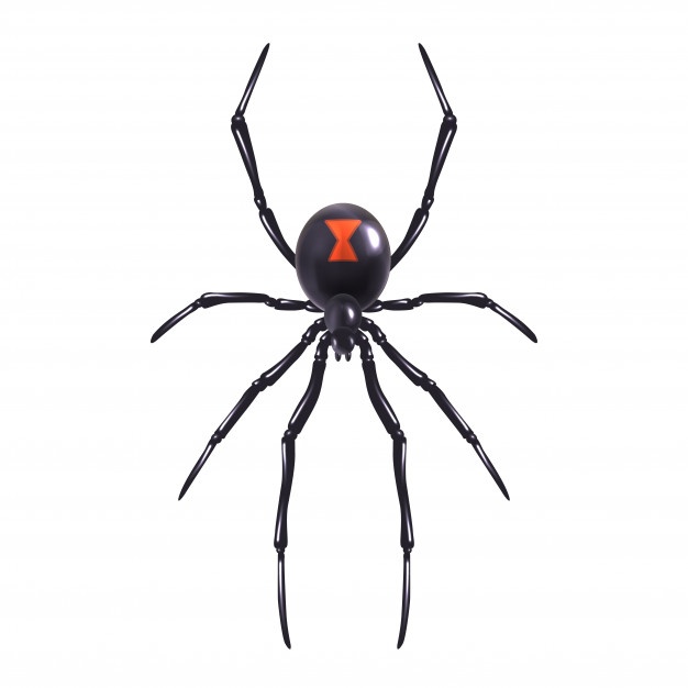 626x626 Spider Vectors, Photos And Free Download