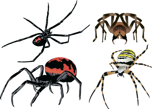 500x358 Realistic Spider Vector Material Free Download