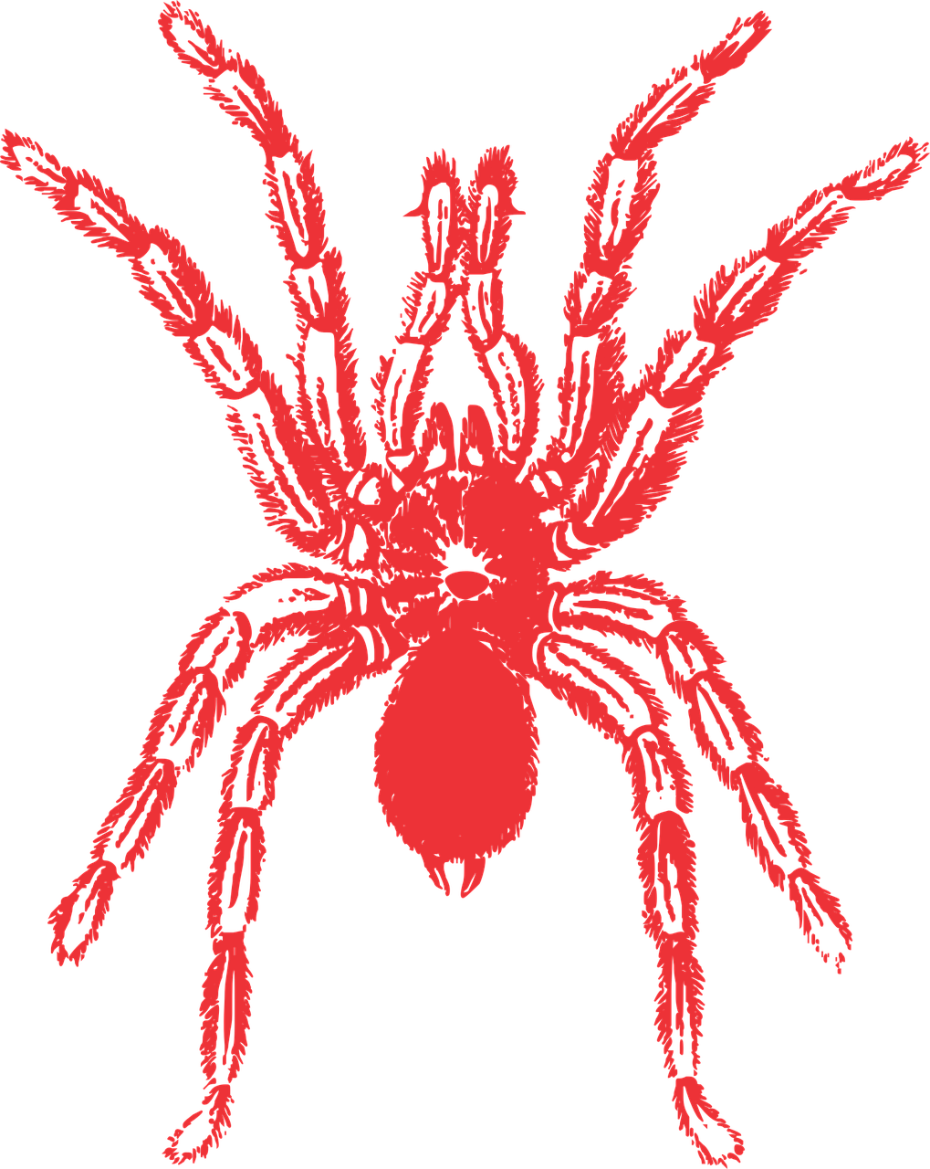 1019x1280 Spider, Vector, Red, Animal, Nature