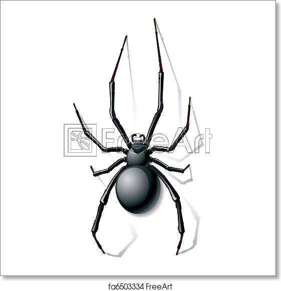 561x581 Free Art Print Of Black Widow Spider Vector Illustration