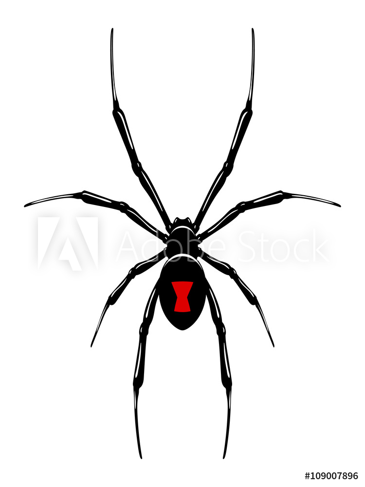 750x1000 Photo Art Print Black Widow Spider Vector Isolated Europosters