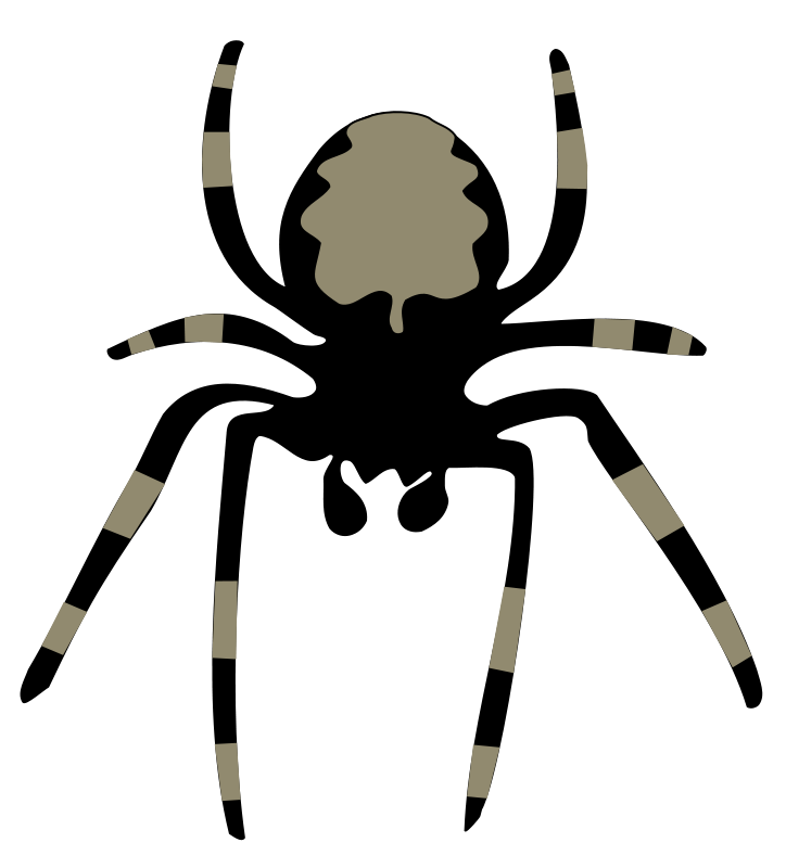 724x800 Spider