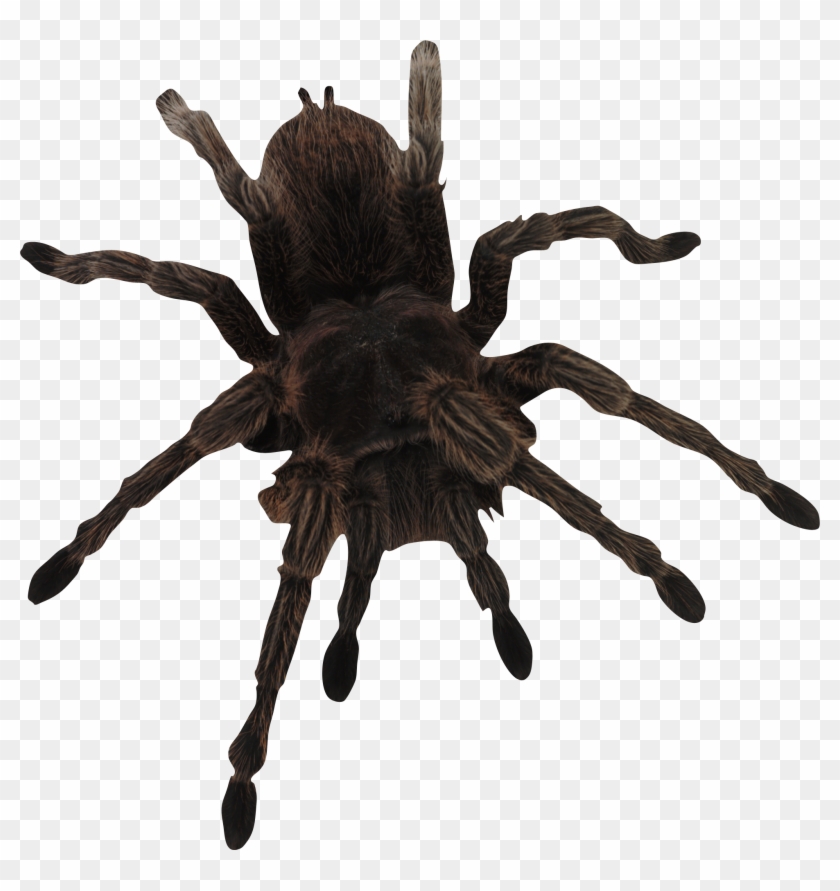 840x891 Spider Vector Art, Hd Png Download