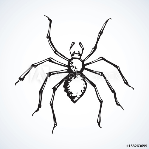 500x500 Spider Vector Illustration
