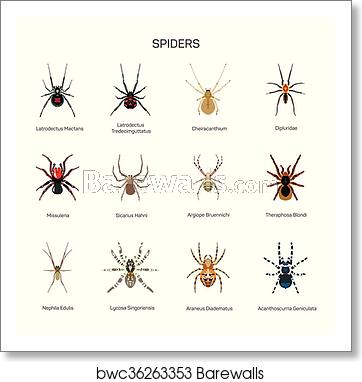 362x382 Spiders Vector Set In Flat Style Design Different Kind Of Spider