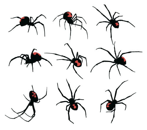 Realistic Spider Vector Material Free Graphics Uihere 500x443 Realistic Spider Vector Material Free Graphics Uihere