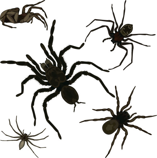 Realistic Spider Vector Material Free Download 500x503 Realistic Spider Vector Material Free Download
