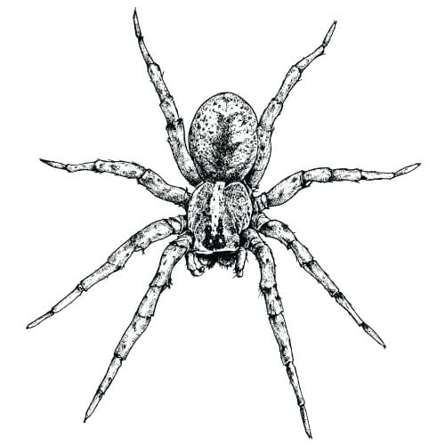 Realistic Spider Vector Material Free Graphics Uihere 500x500 Realistic Spider Vector Material Free Graphics Uihere