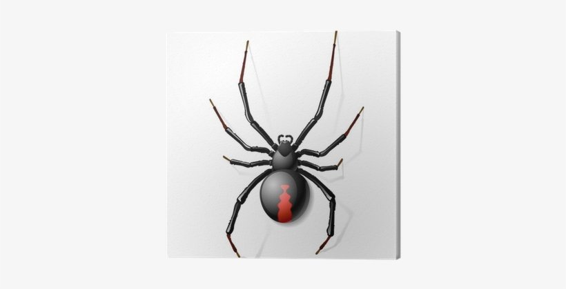 Black Widow Spider Vector Transparent Png 820x419 Black Widow Spider Vector Transparent Png
