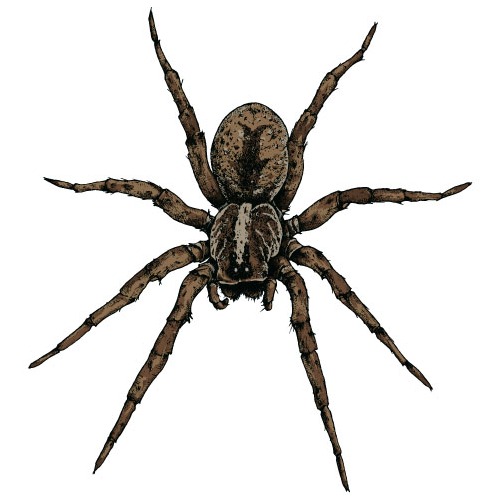 Realistic Spider Vector Material Free Vectors Ui Download 499x499 Realistic Spider Vector Material Free Vectors Ui Download
