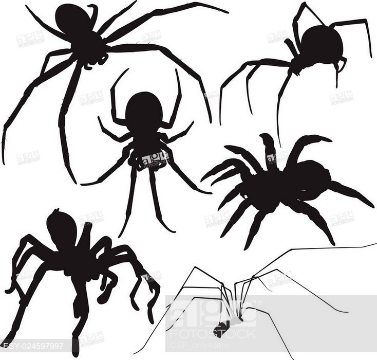 Spider Vector Silhouettes, Stock Vector, Vector And Low Budget 734x700 Spider Vector Silhouettes, Stock Vector, Vector And Low Budget