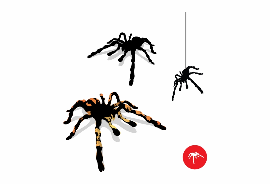 Tarantula Silhouette 920x627 Tarantula Silhouette