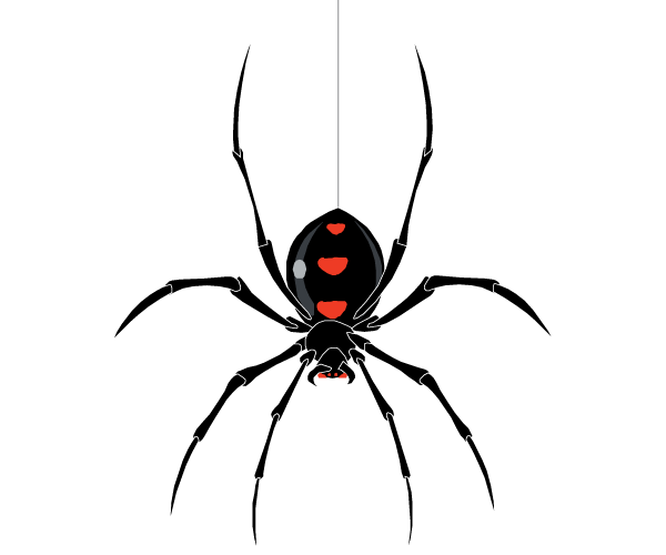 Free Spider Vector Image 600x500 Free Spider Vector Image