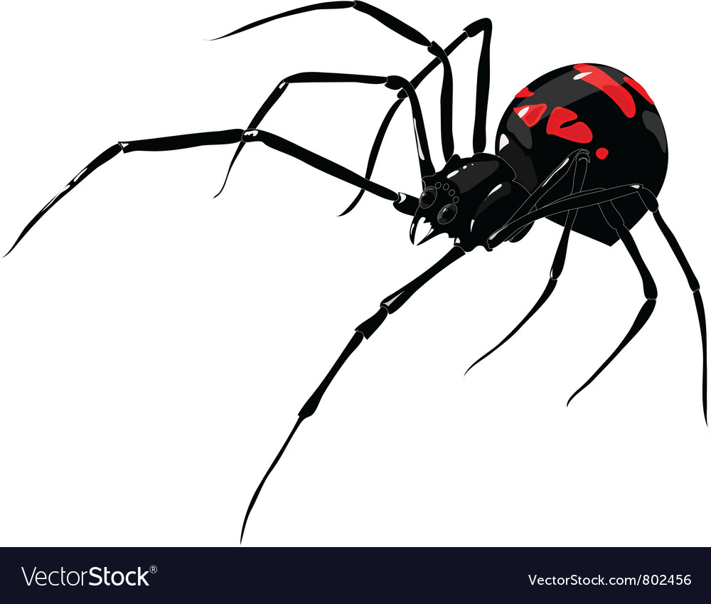Spider Vector 1000x849 Spider Vector