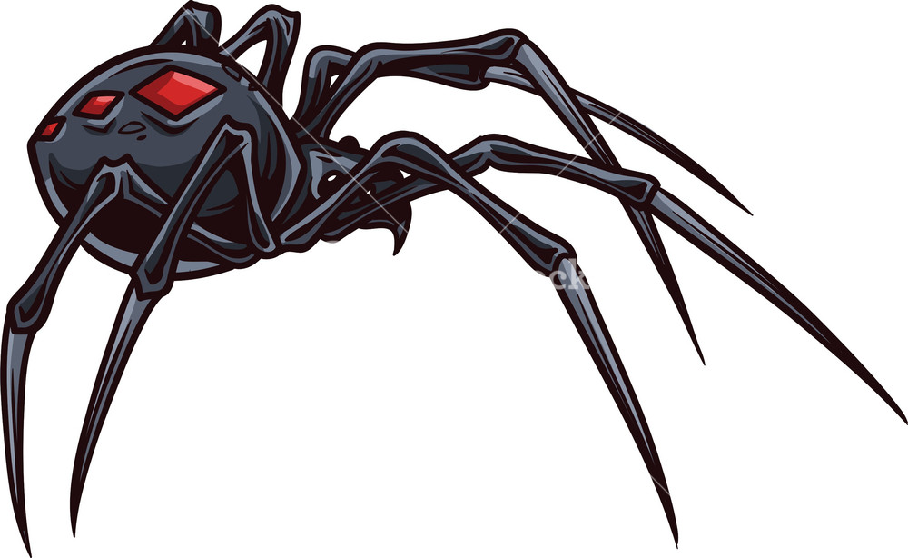 Vector Spider Royalty Free Stock Image 1000x614 Vector Spider Royalty Free Stock Image