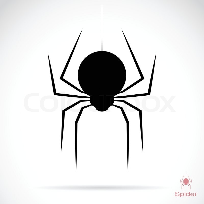 Vector Image Of An Spider On White Stock Vector Colourbox 800x800 Vector Image Of An Spider On White Stock Vector Colourbox