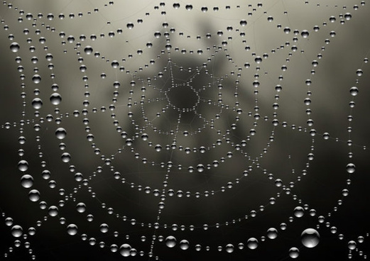 521x368 Spider Web Free Vector Download