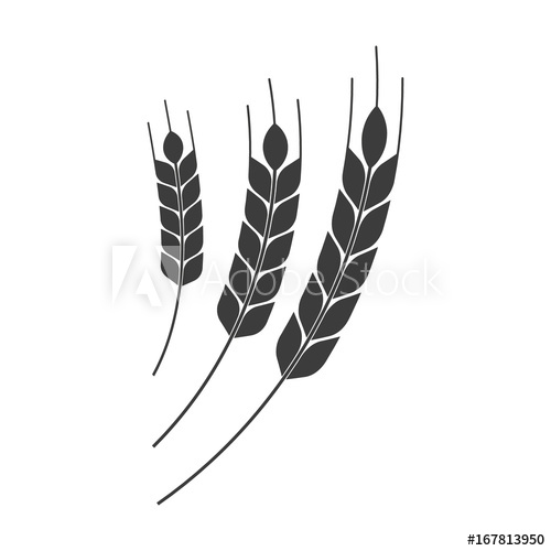 500x500 Wheat Spike Vector