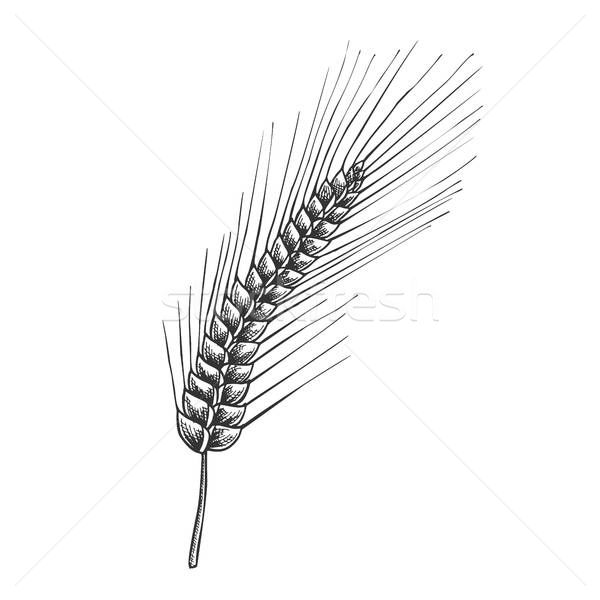 600x600 Designed Agriculture Grain Rye Ear Spike Vector Vector