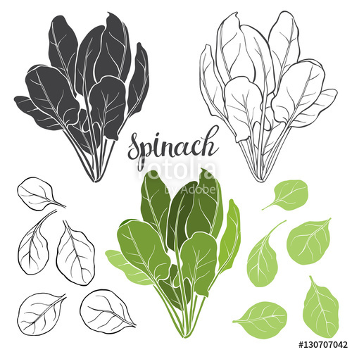 500x500 Spinach, Isolated Vector Elements On A White Background Stock
